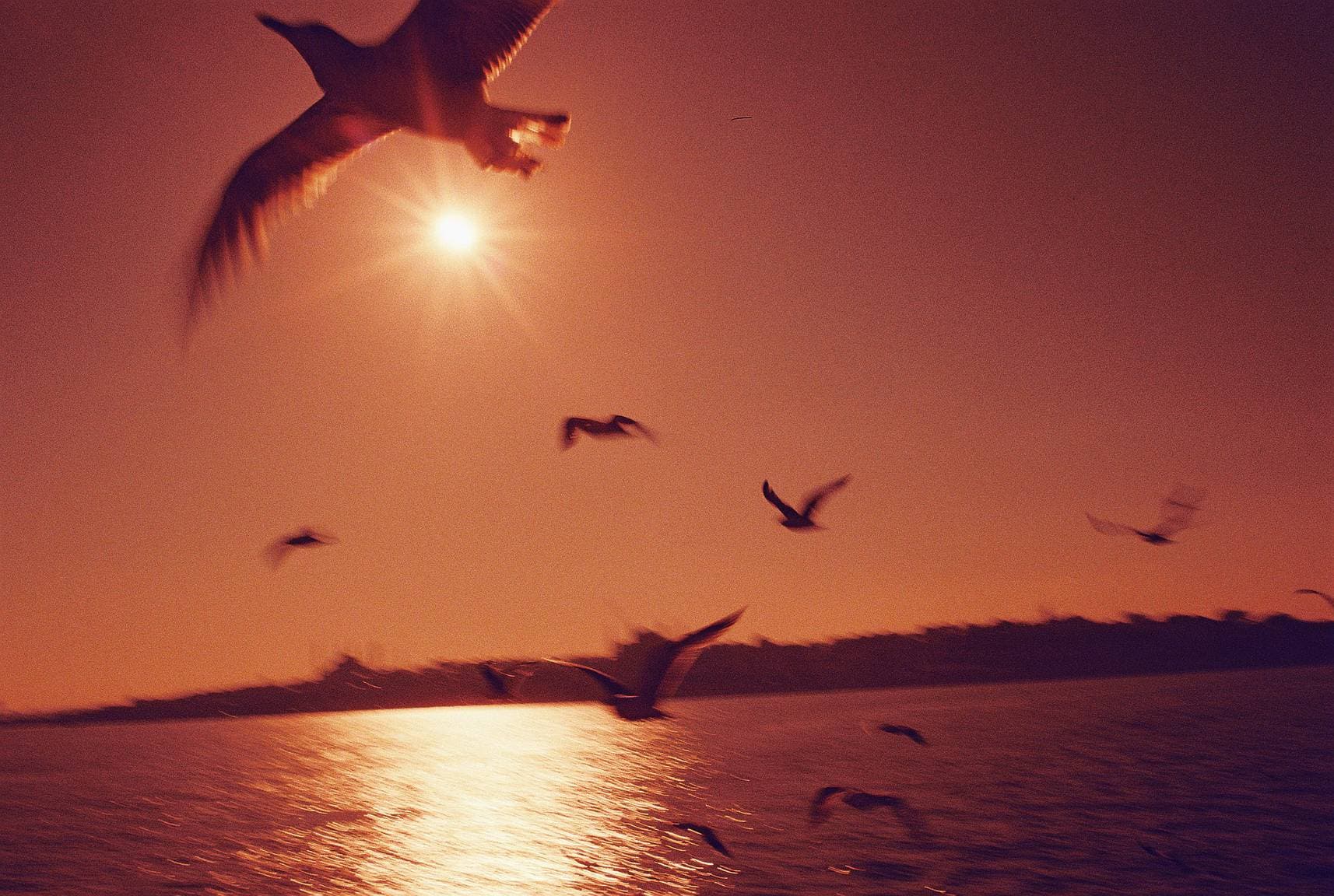 Vinaigre Blanc — 4